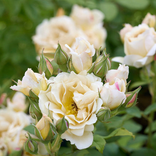 Rosa Ioli Wabara – Exclusive spray rose, new in Europe | Belle Epoque