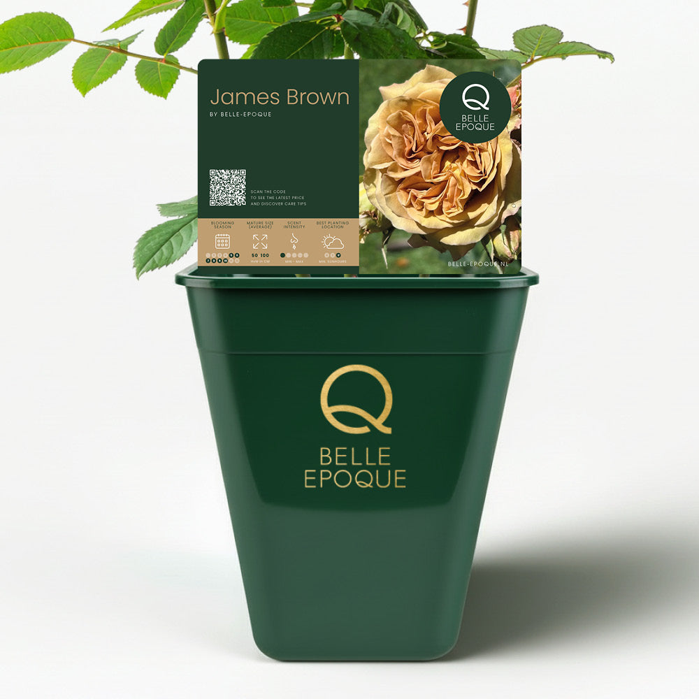 James Brown (NEW 2026)