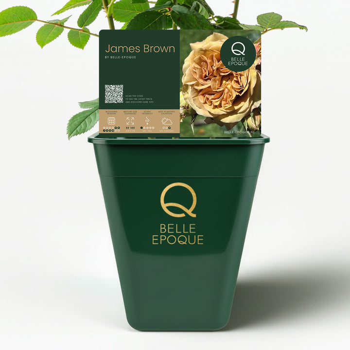 James Brown (NEW 2026)