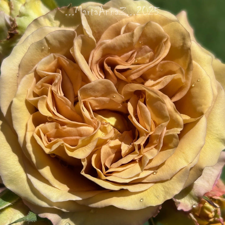 James Brown (NOUVEAU 2026)