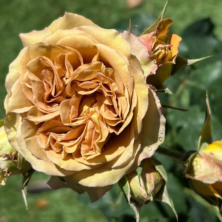 Jameson Roses James Brown rose | Exclusive brown garden rose – Belle Epoque