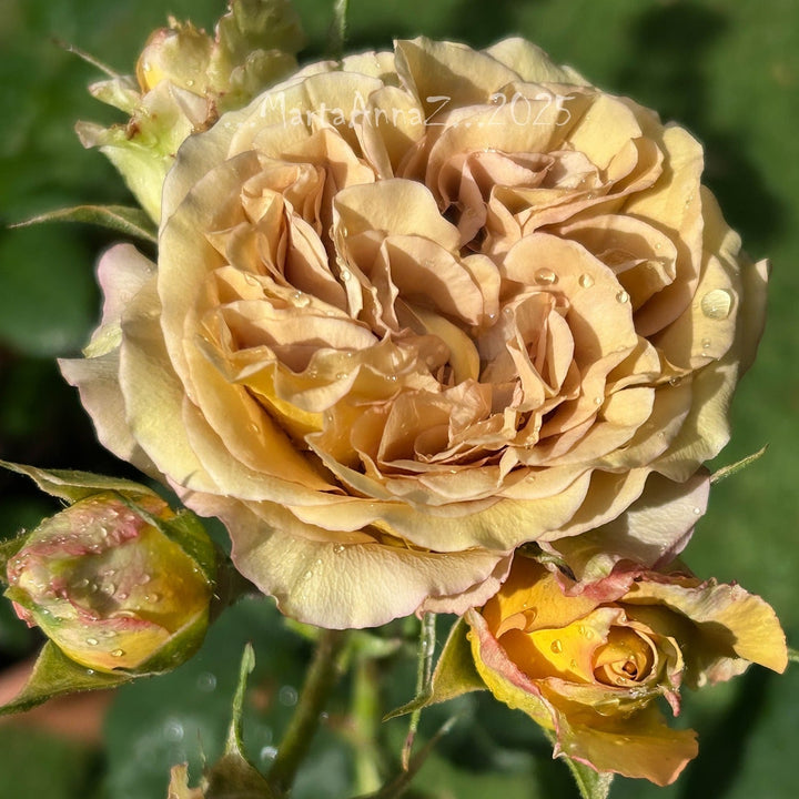 James Brown (NOUVEAU 2026)