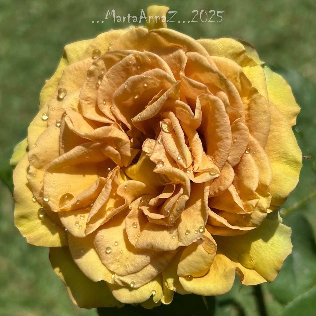 James Brown (NOUVEAU 2026)