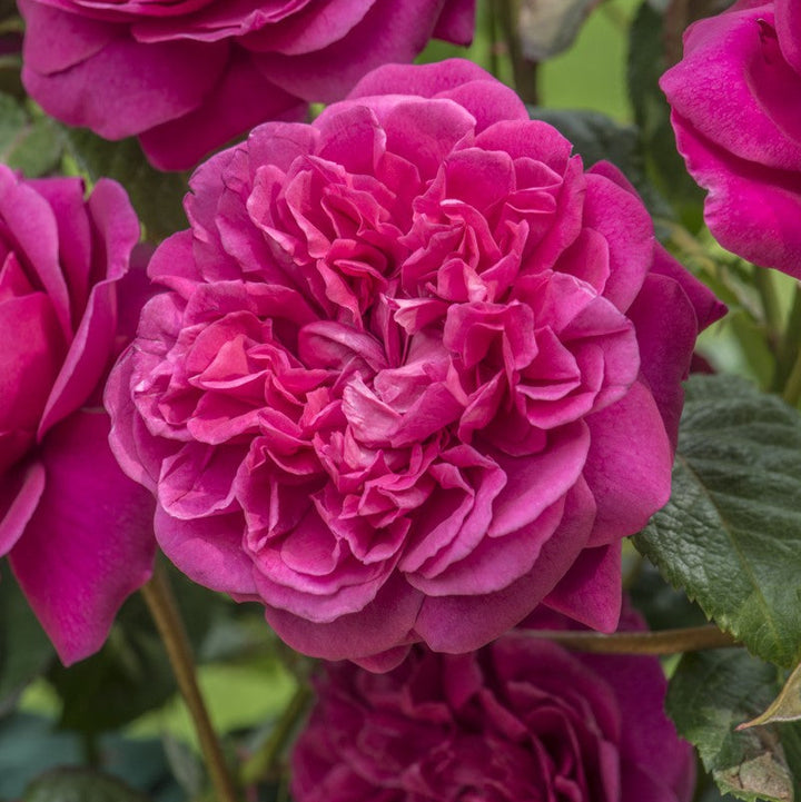 James L. Austin (Auspike)