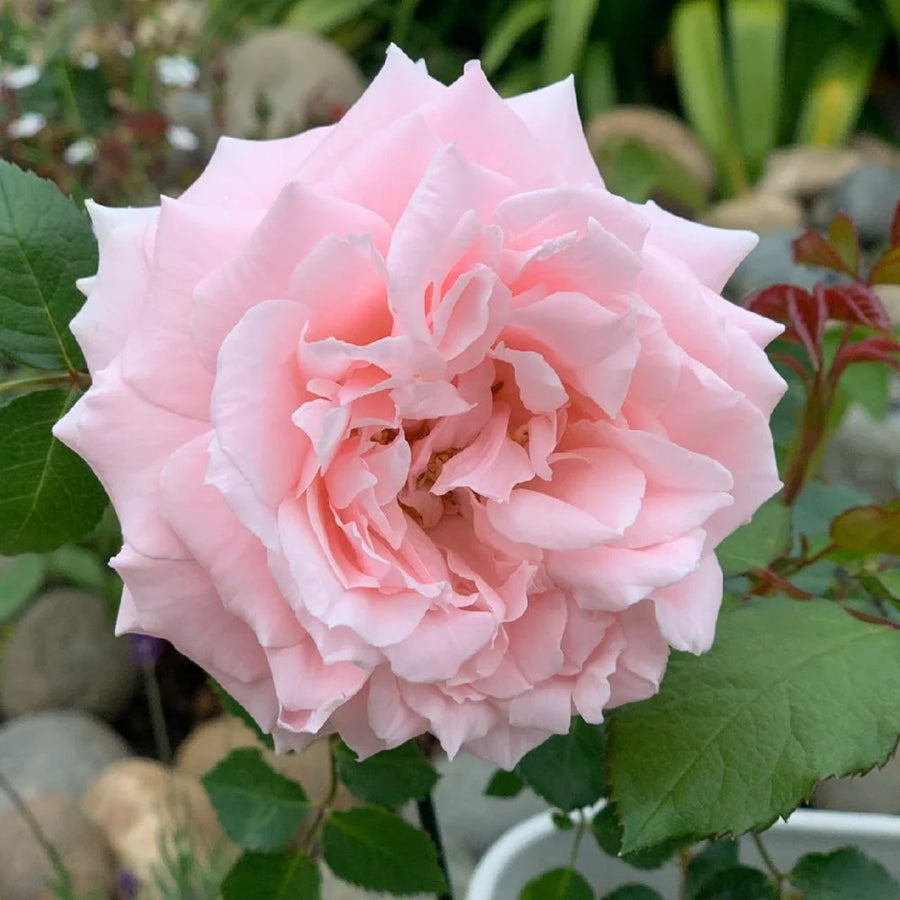 Japanse roos  Princess Hitomi (Prachtige geschiedenis)