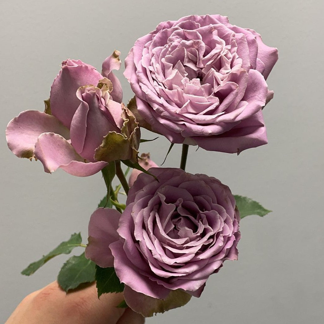 Japanese rose Princess Kaori (Fragrant)