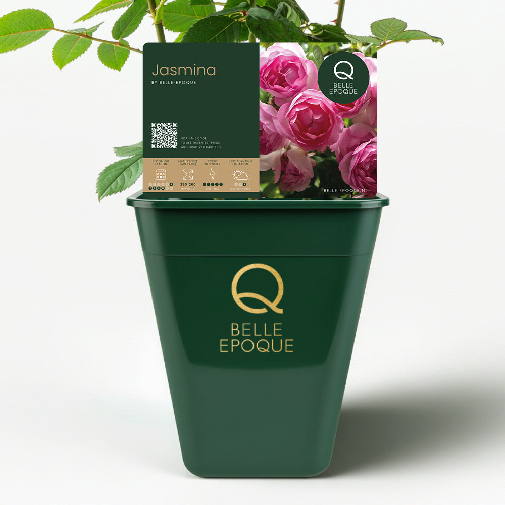 Jasmina (XL Climbing Rose)