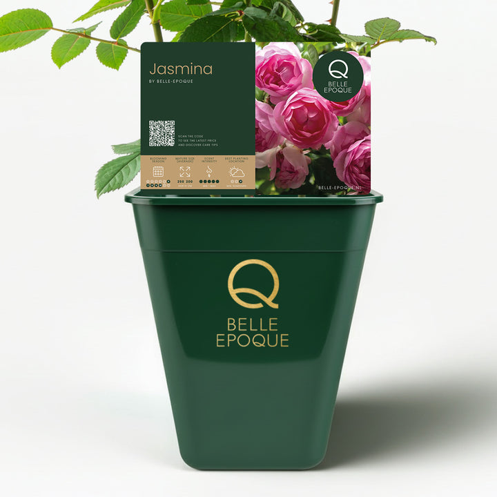 Jasmina (XL Climbing Rose)