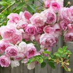 Jasmina (XL Climbing Rose)