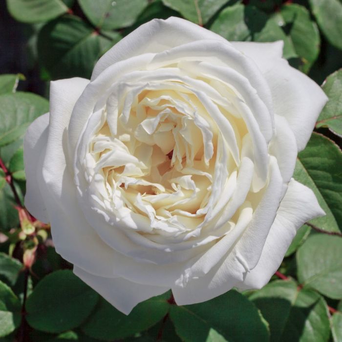 Jeanne Moreau (Pierre Arditi)