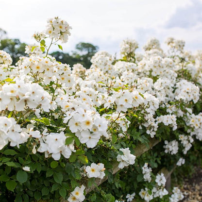 Kew Gardens (Ausfence) (Wurzel)