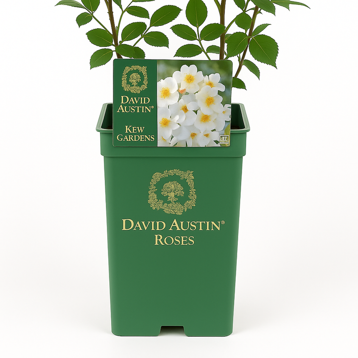 Kew Gardens (Ausfence)