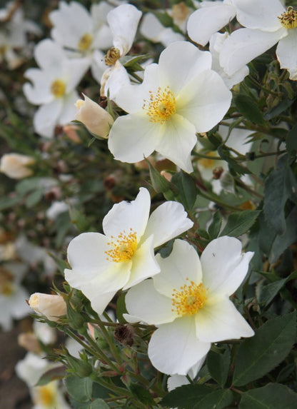 Kew Gardens (Ausfence) (Wurzel)