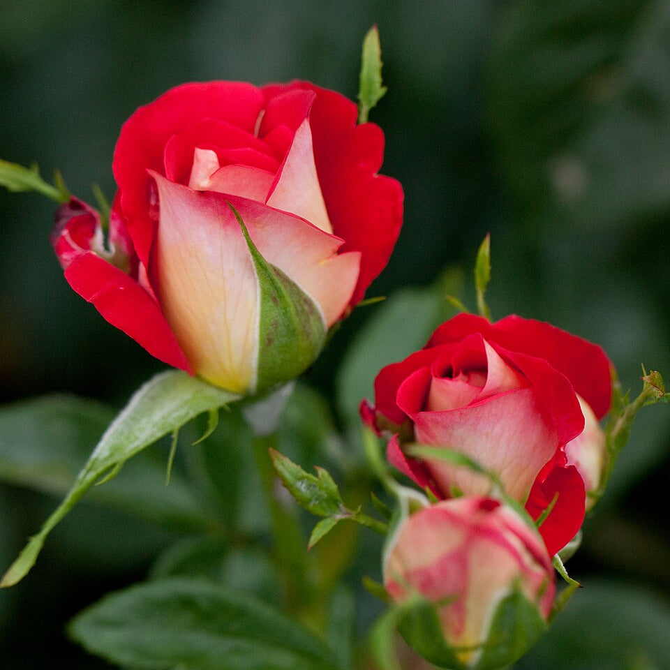 Japanische Rose BI – Kibo (Hoffnung) (NEU 2026)