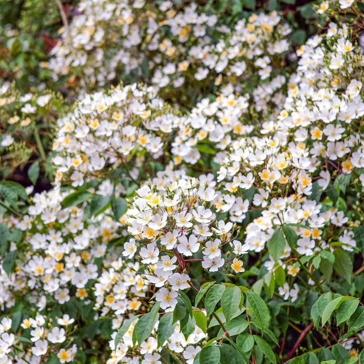 Filipes 'Kiftsgate' (XL Klimroos)