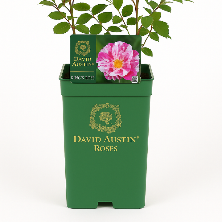 The King's rose (Aus27a16) (NEW 2025)