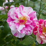 The King's rose (Aus27a16) (NEW 2025)