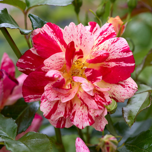 Japanische Rose BI – Kirari (Funkelnd)