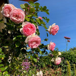 Eden Rose / Pierre de Ronsard (on stem)