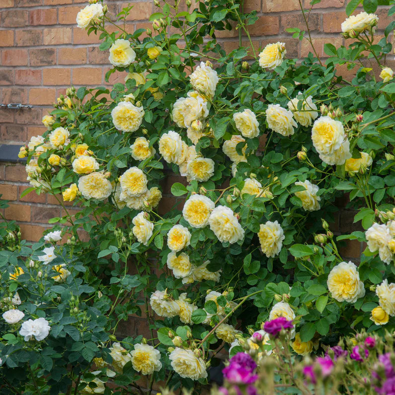 Le Pèlerin (Auswalker)