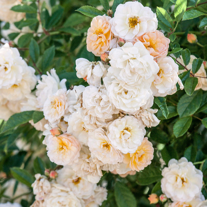 Buy roses for shady spots | Shade-tolerant roses | Belle Epoque