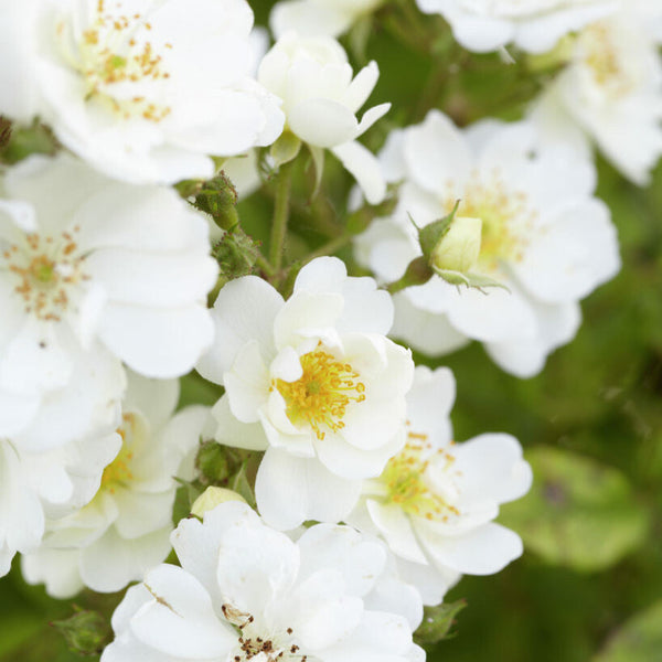Garland of Love Climbing Rose | Belle Époque | Strongly Scented