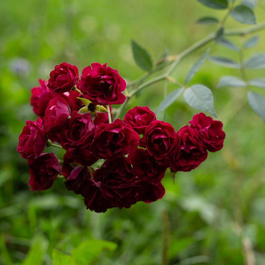 Long-lasting Red