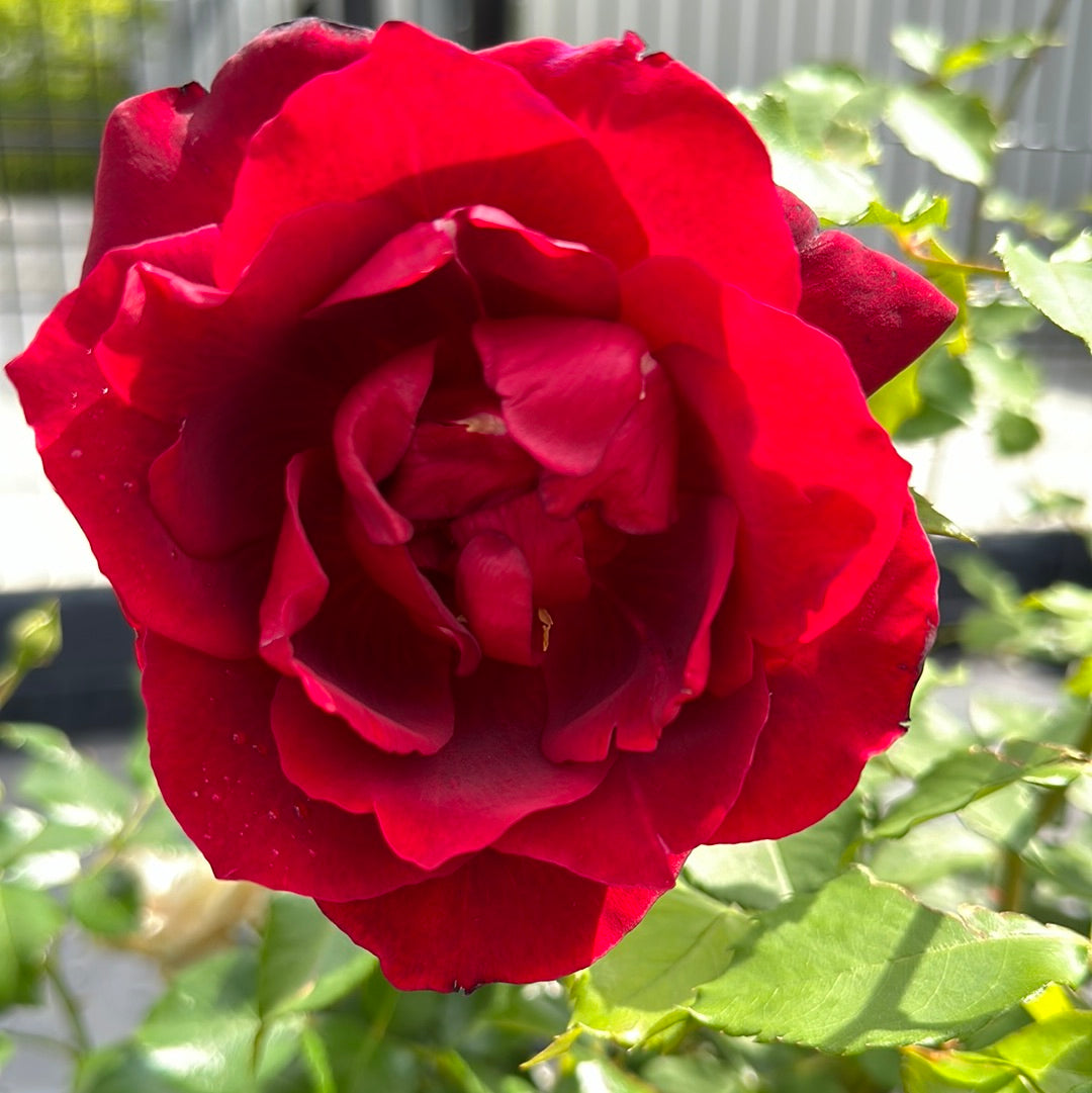 Klimroos Etoile de Hollande