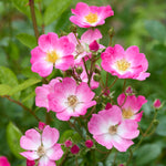 Japanische Rose BI – Kokoro Ai (Liebe des Herzens)