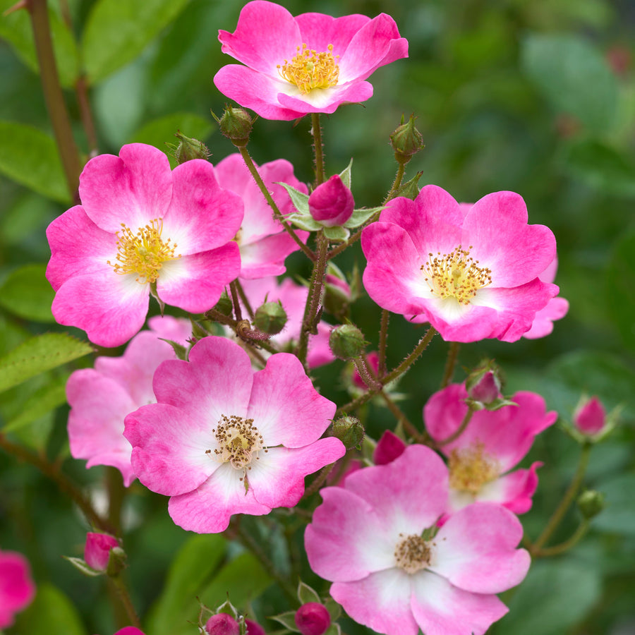 Japanische Rose BI – Kokoro Ai (Liebe des Herzens)