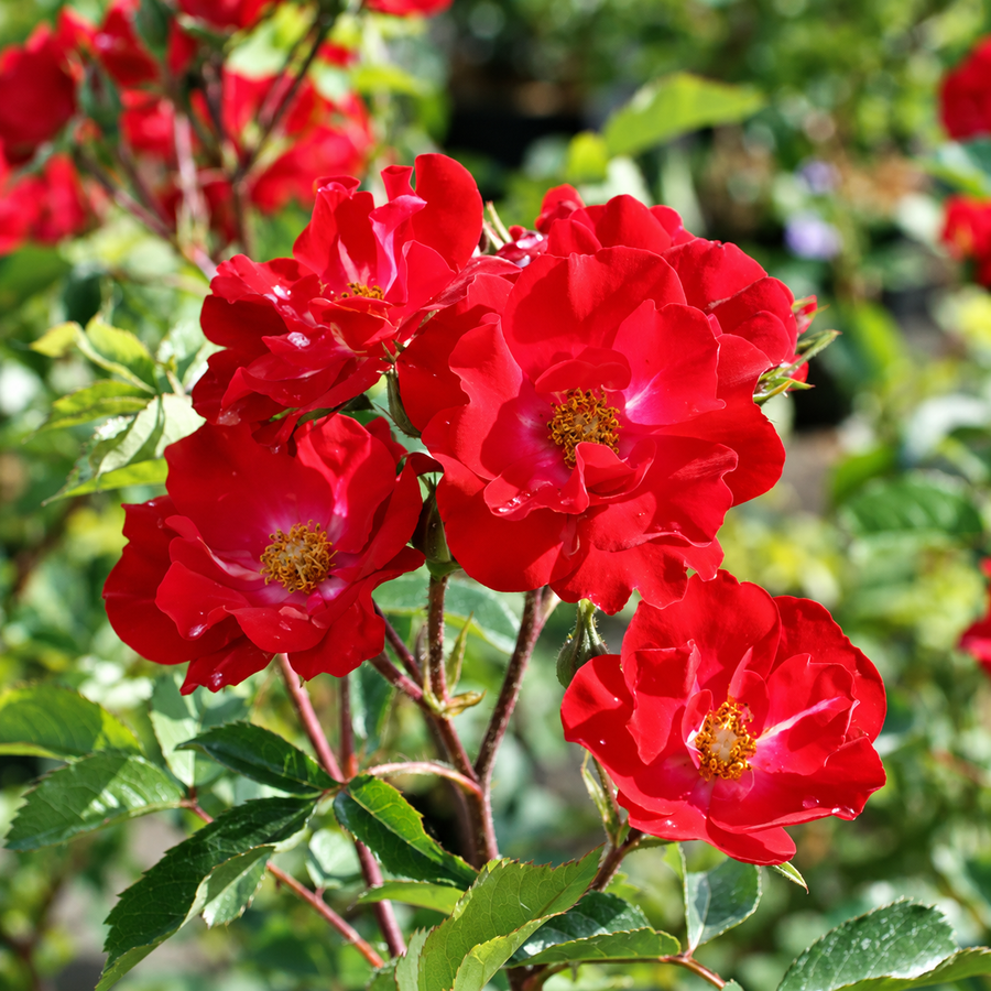 La Belle Rouge