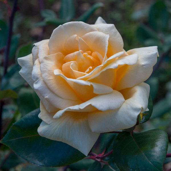 Lady Hillingdon
