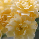 Banksiae Lutea (XL Klimroos)