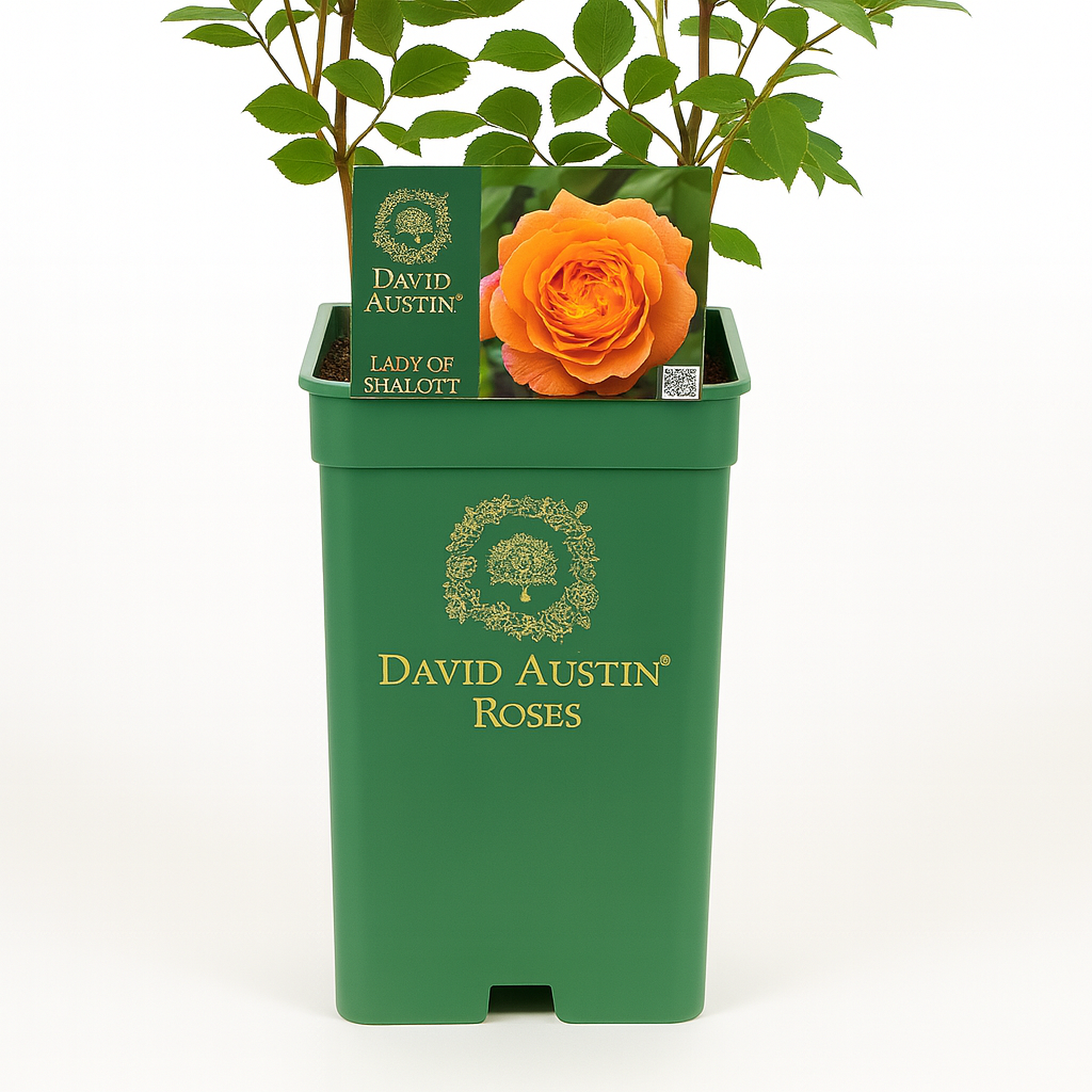 Lady of Shalott (Ausnyson)