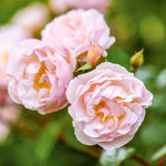 Dame des Sees (Ausherbert)
