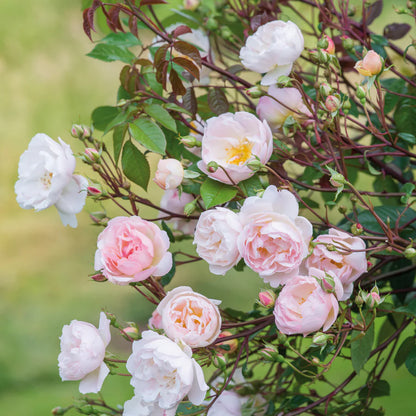 Lady of the Lake (Ausherbert) (root)