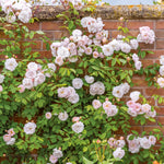 Dame des Sees (Ausherbert)