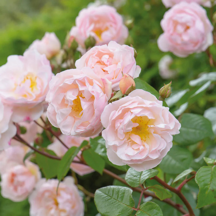 Lady of the Lake (Ausherbert)