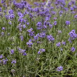 Lavendel Blau (Hidcote)