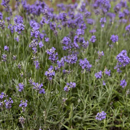 Lavendel Blau (Hidcote)