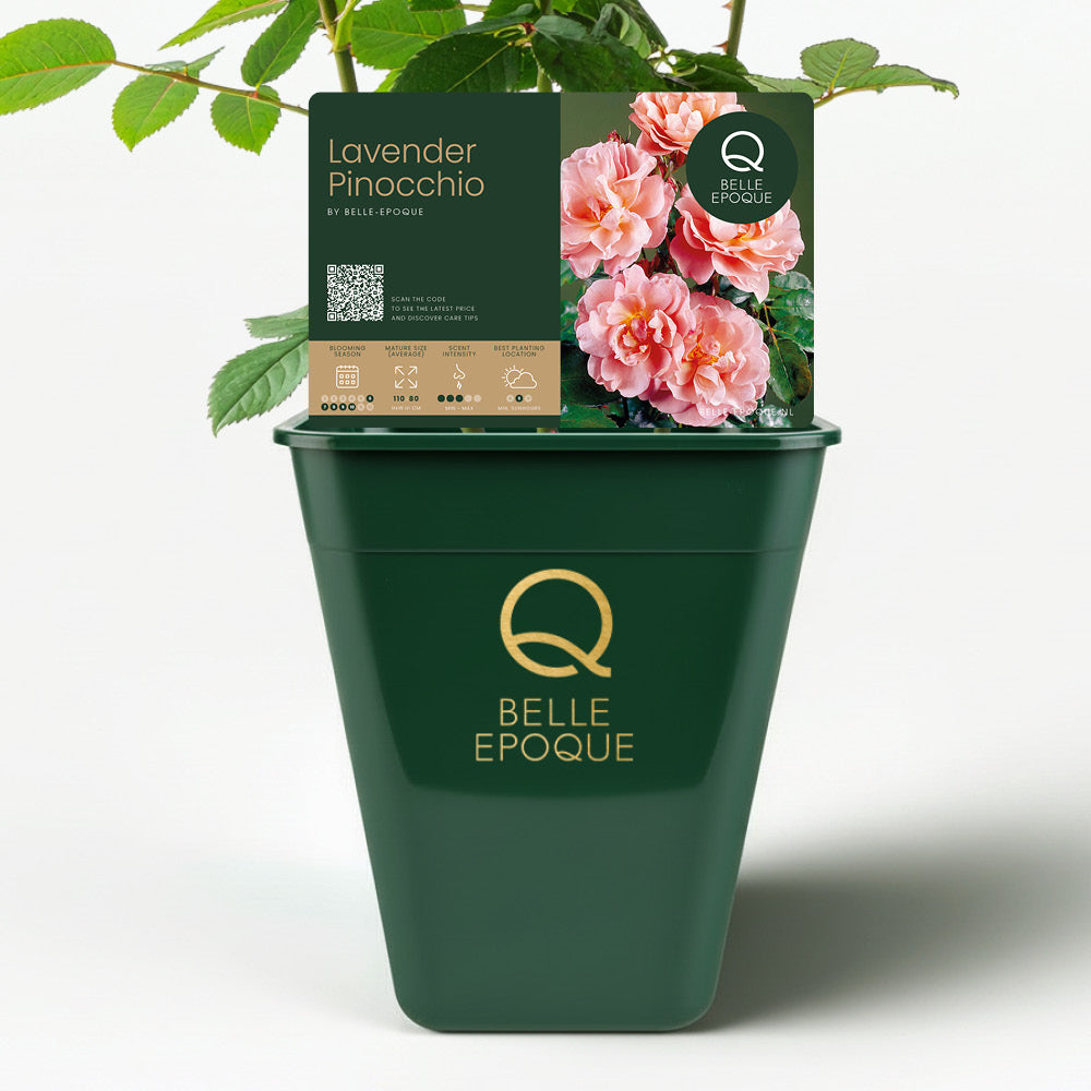 Lavender Pinocchio (NEW 2025)