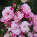 Lavender Siluetta