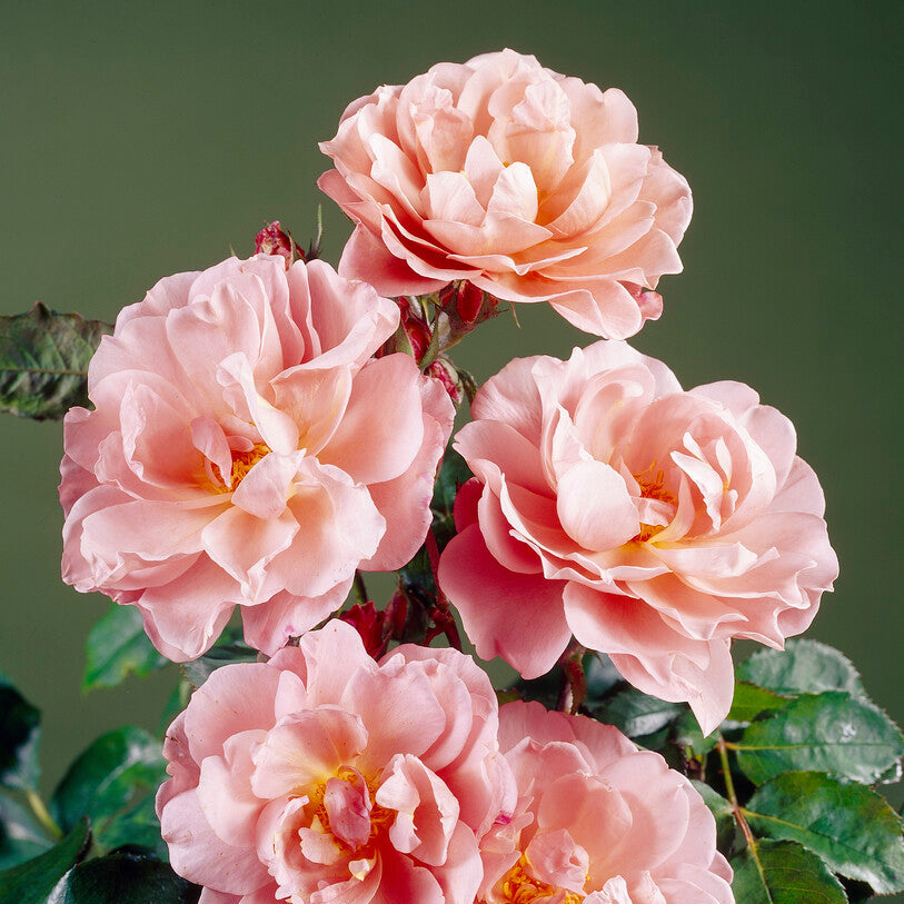 Lavender Pinocchio (NEW 2025)