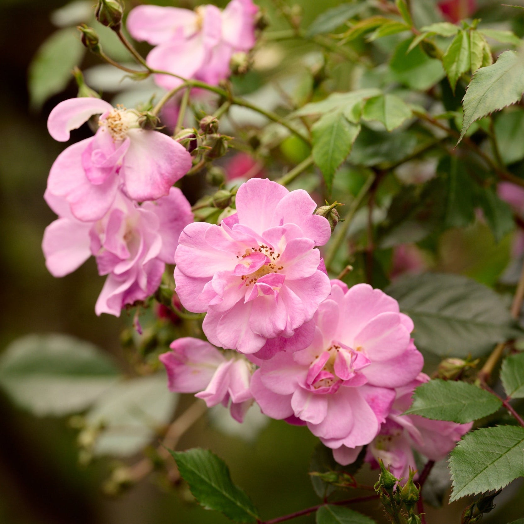 Groundcover roses – Belle Epoque