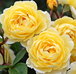 Lemon Siluetta