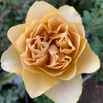 Belle Lennon (NEU 2026)