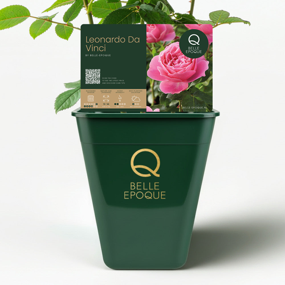 Leonardo da Vinci (XL Climbing Rose)