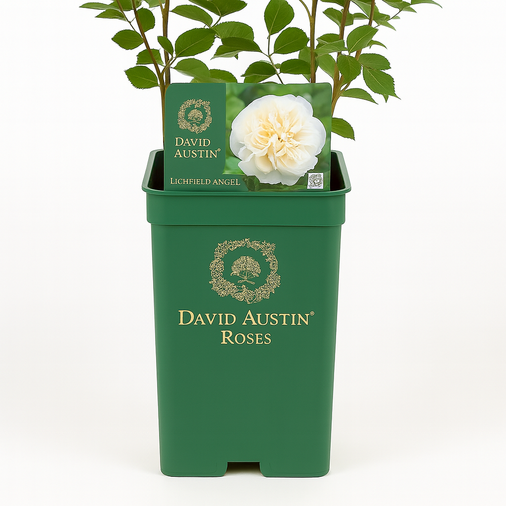 Lichfield Angel (Ausrelate)