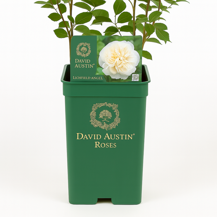 Lichfield Angel (Ausrelate)