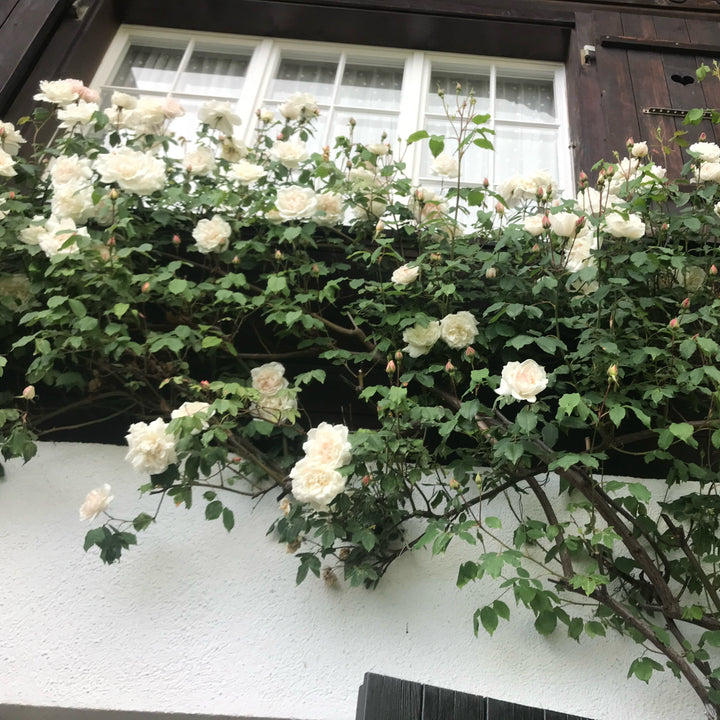 Madame Alfred Carrière